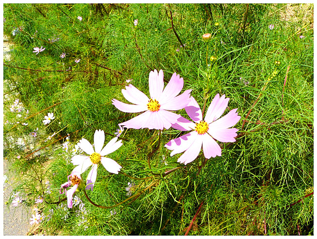 シュウカイドウ咲く頃は、コスモスの花も見ごろを迎えています